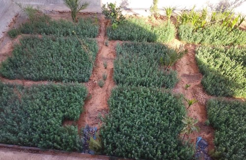 Alnif House | traditional amazigh guest house with local experiences