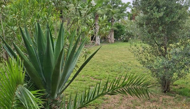 Beautiful estate - for very large groups - Palm grove