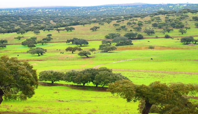 Ideal refuge in Extremadura comfort and nature in Casas del Monte