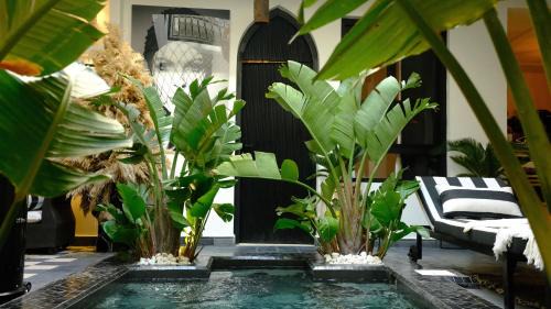 Riad Dar Siyah