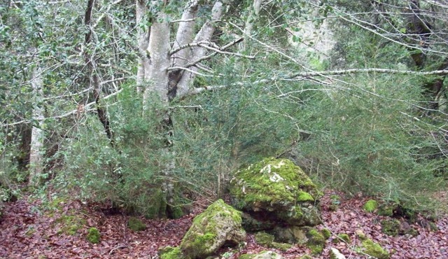 Stroll through its beautiful landscapes and enjoy tranquility in Genevilla