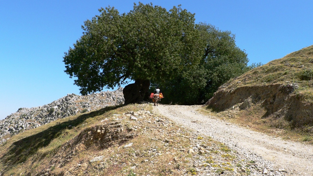 Photo of Outdoor in El Mokhifa