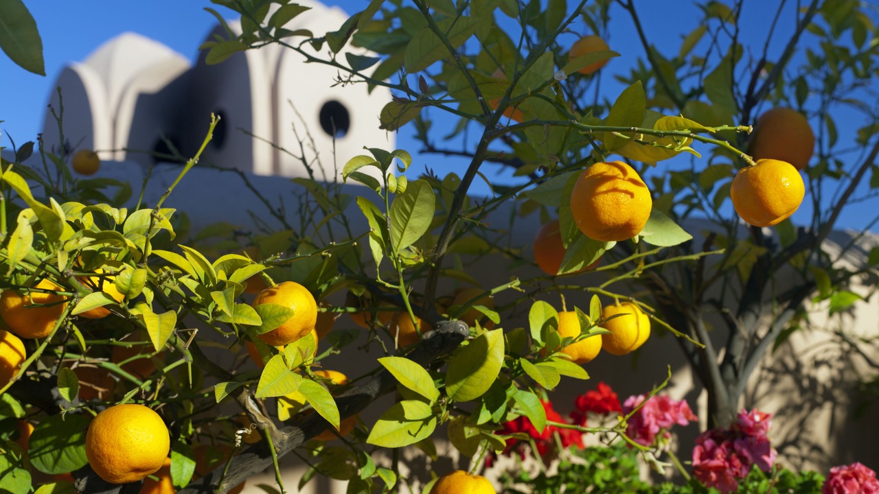Photo of Outdoor in Mellah
