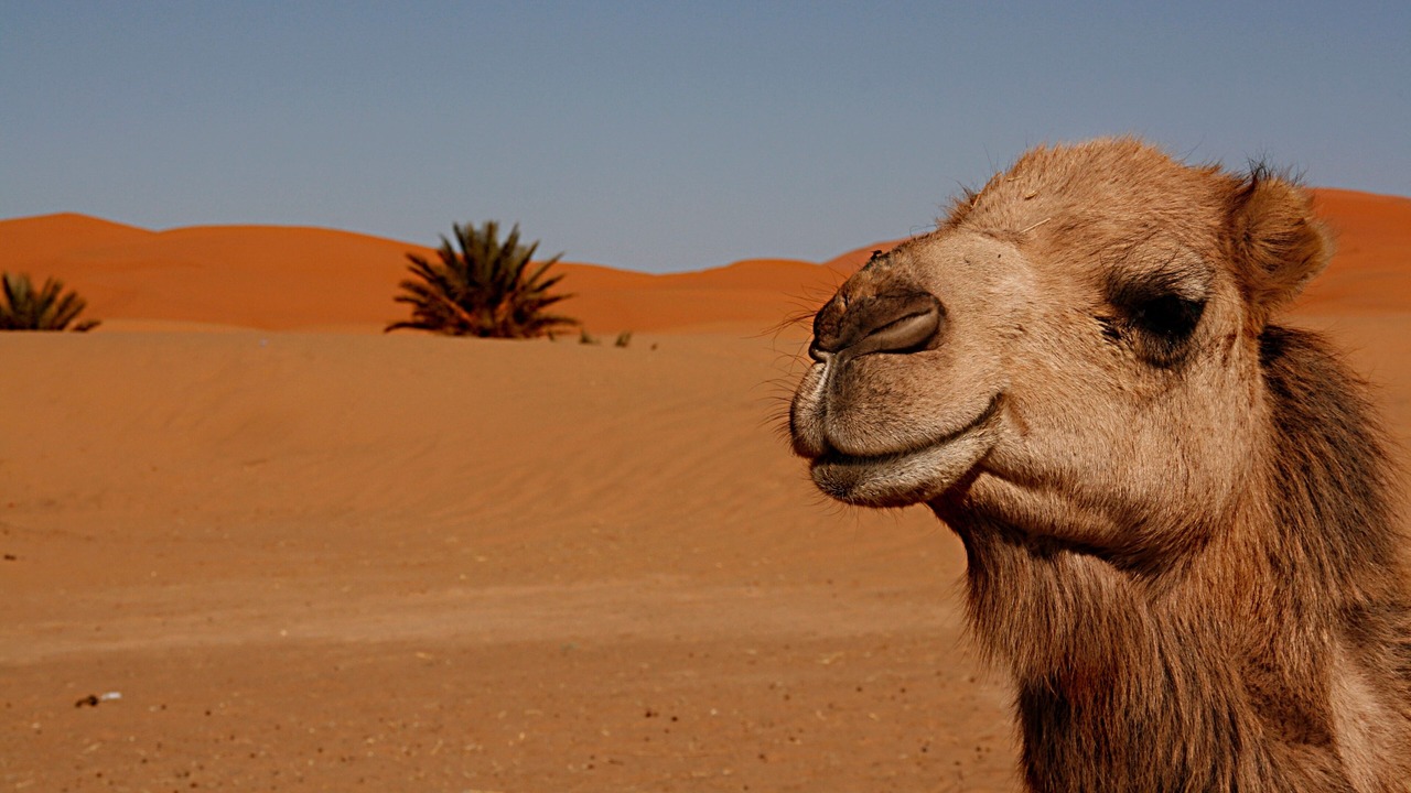 Photo of Outdoor in Taouz