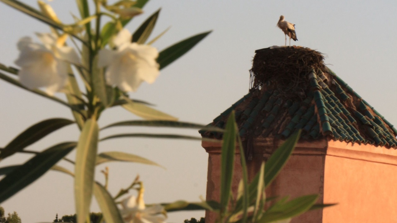 Photo of Outdoor in Mellah