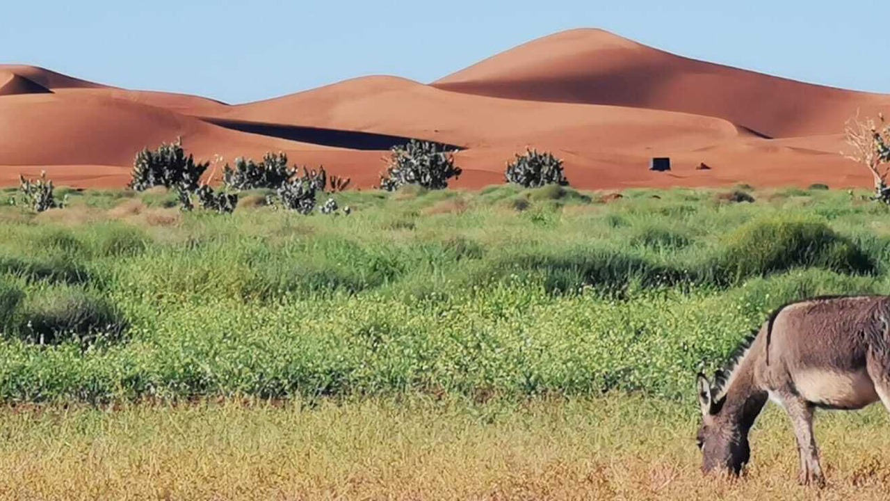 Photo of Outdoor in El Gouera