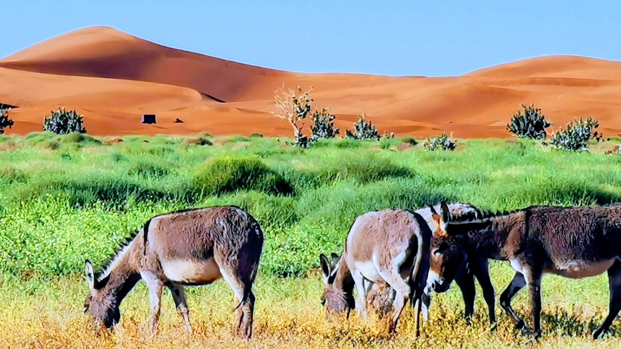 Photo of Outdoor in El Gouera