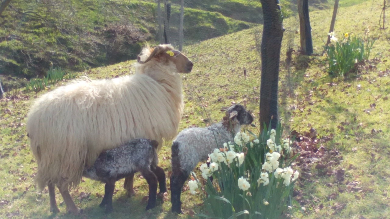 Photo of Outdoor in Alceda