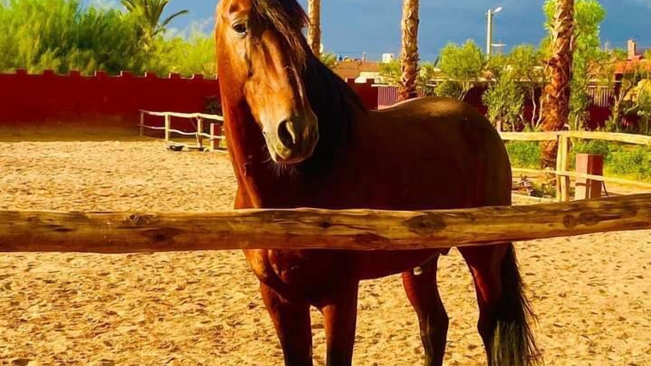 Photo of Others in Palmeraie