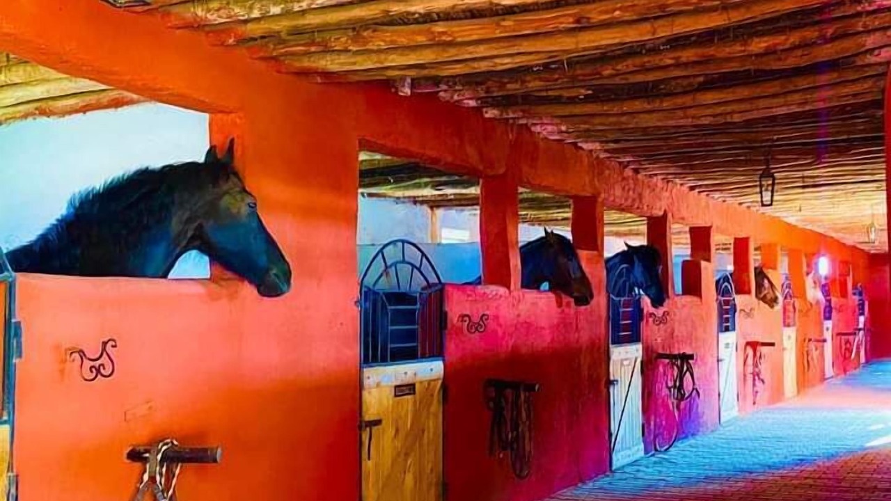 Photo of Others in Palmeraie