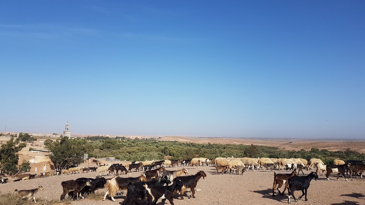 Photo of Others in Oumnass