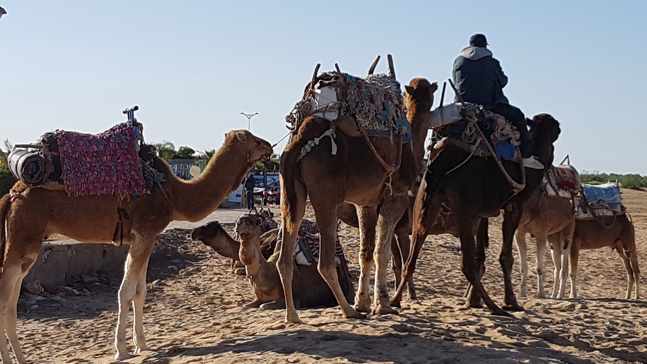 Photo of Others in Essaouira Coast