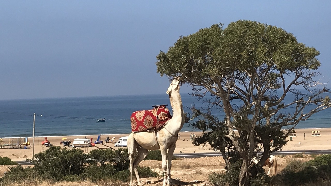 Photo of Others in Tamrhakht