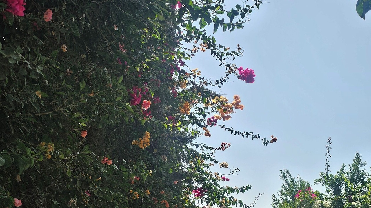 Photo of Outdoor in Sidi Abdallah Ghiat