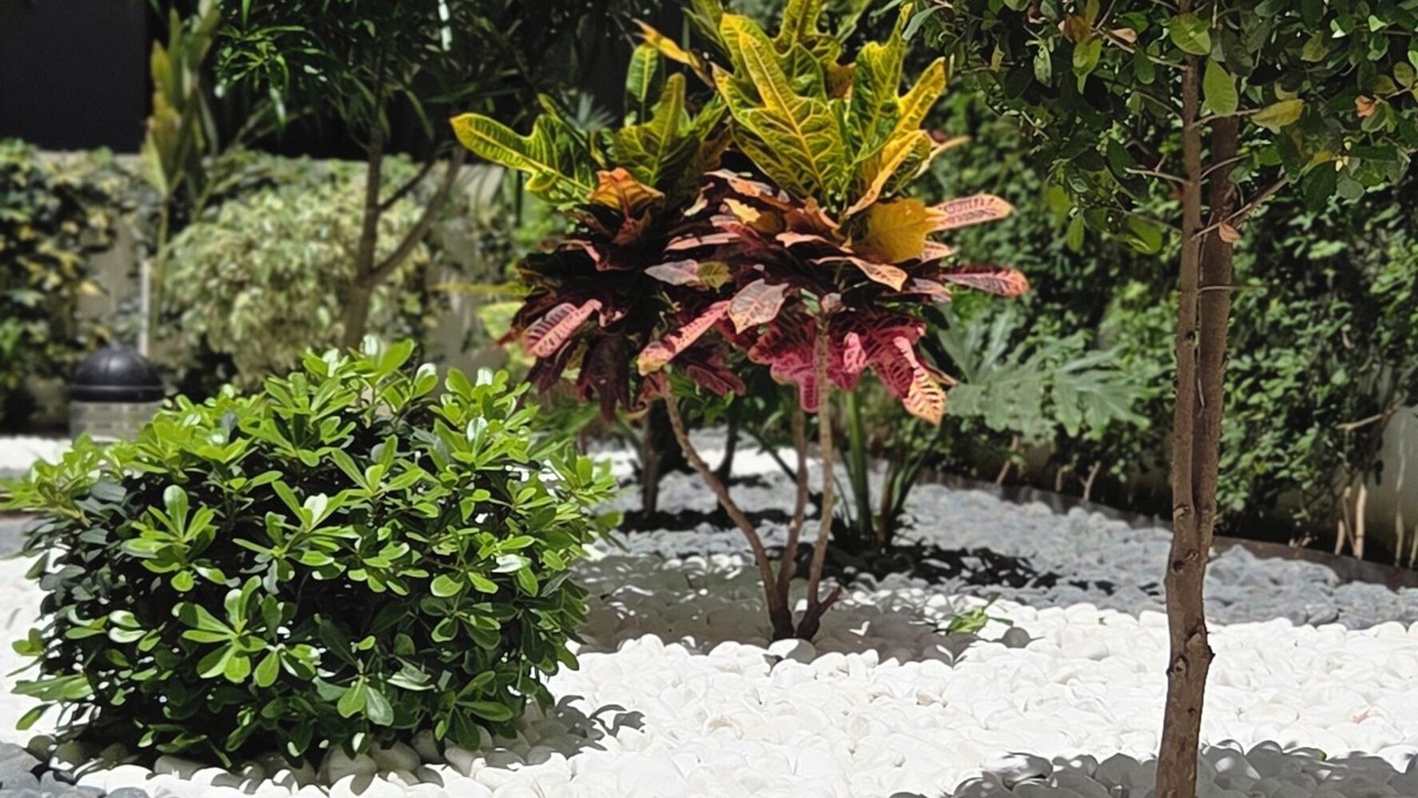 Photo of Outdoor in Belvedere
