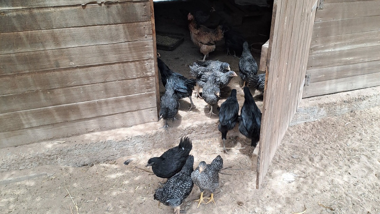 Photo of Others in Ounagha