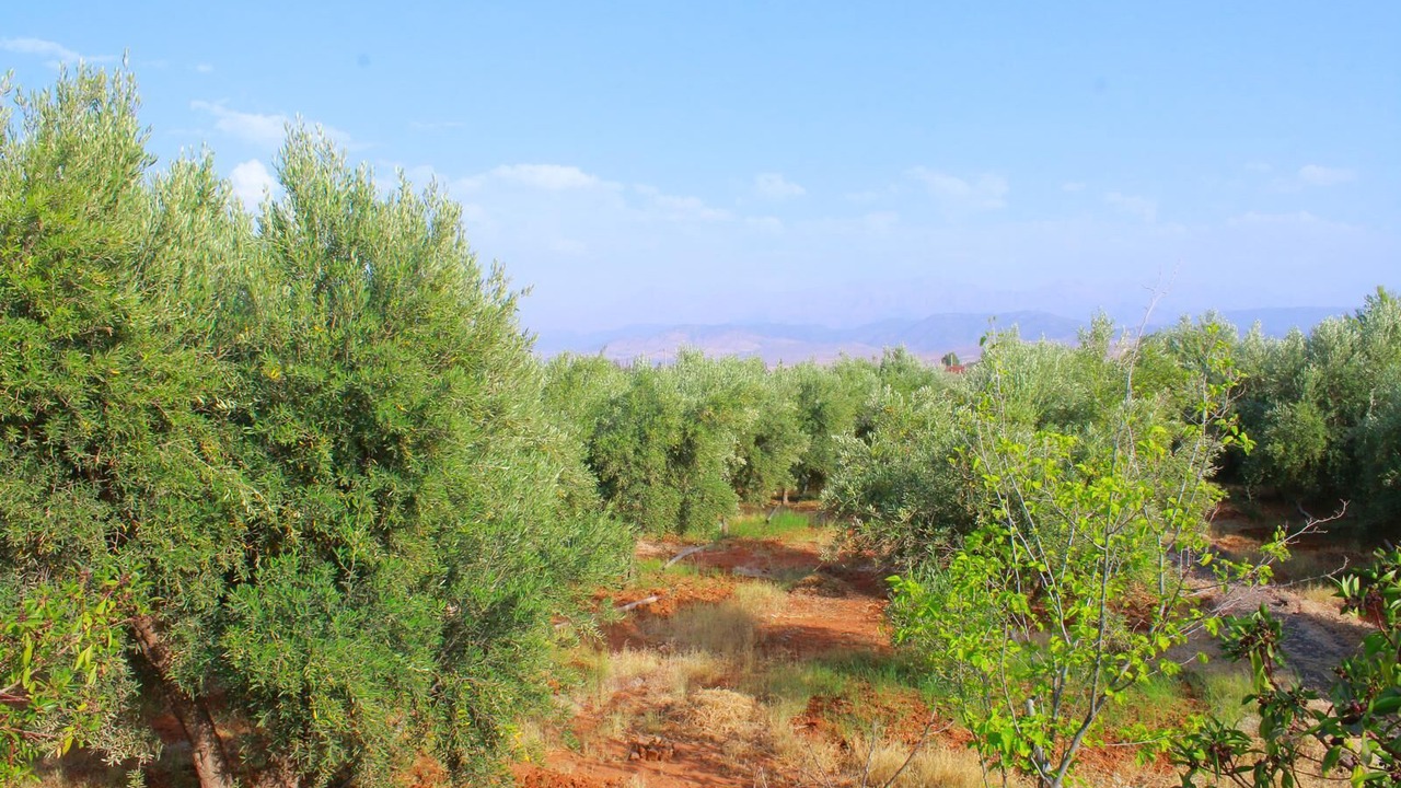 Photo of Others in Aghouatim