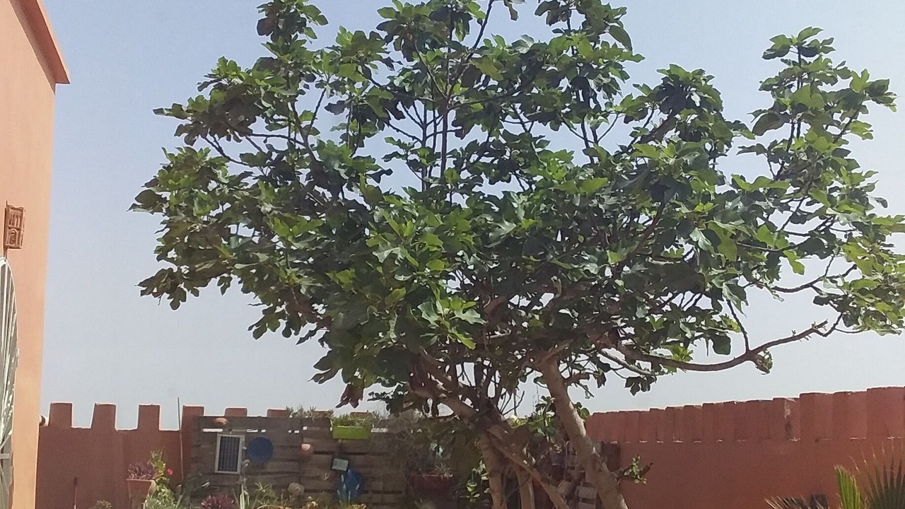 Photo of Patio Balcony in Tiznit