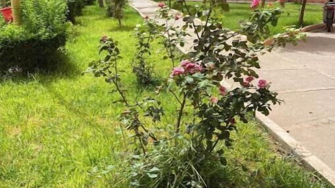 Photo of Outdoor in Arset El Bilk