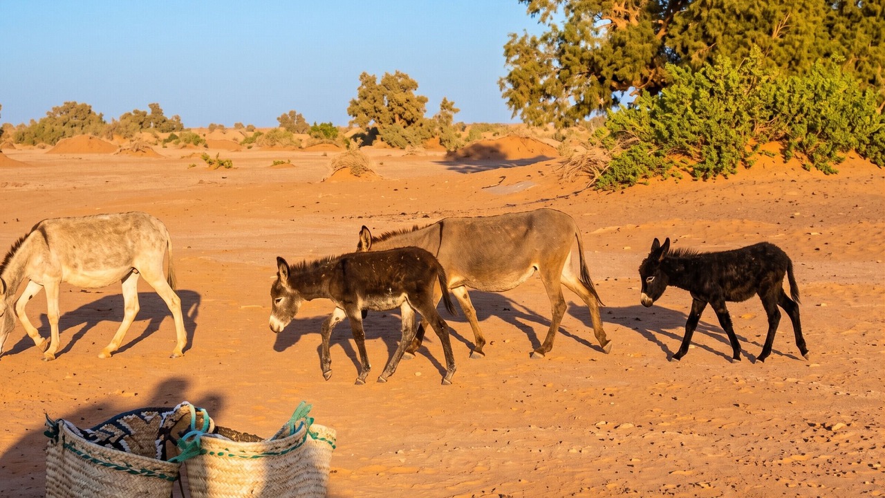 Photo of Others in Amezrou