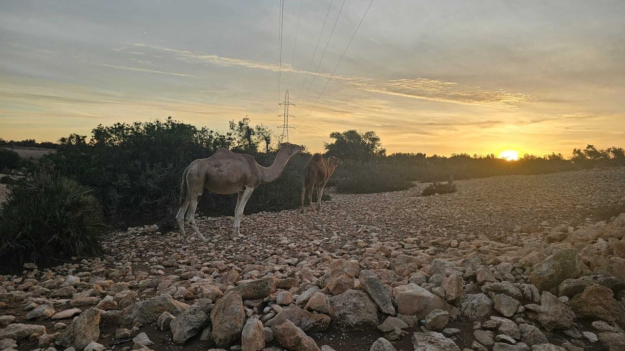 Photo of Others in Ghazoua