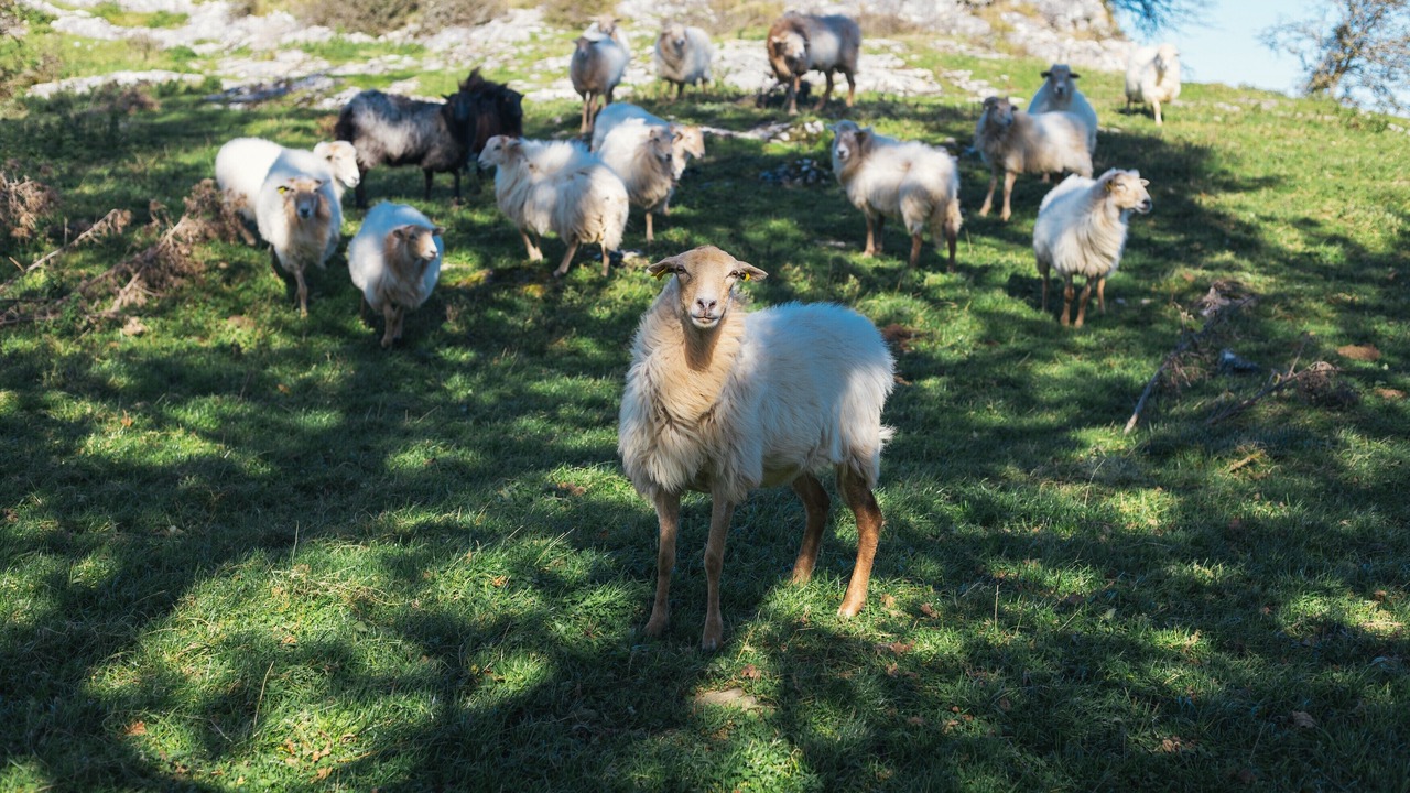 Photo of Others in Guipuzcoa Province