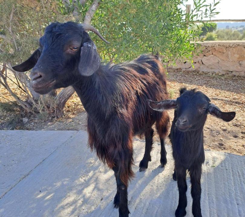 Photo of Others in Ounagha