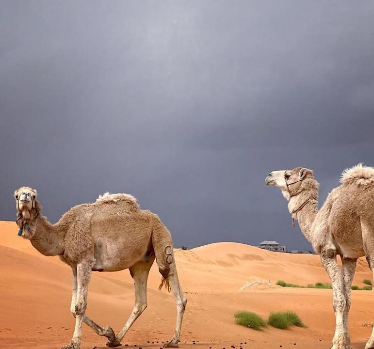 Photo of Others in Merzouga