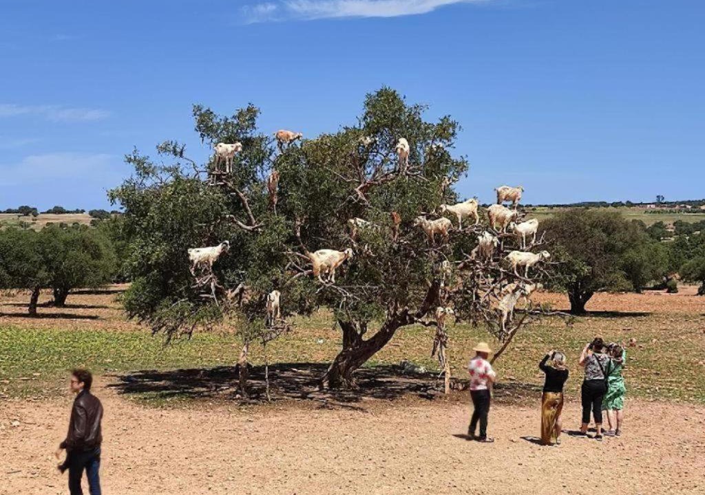 Photo of Others in Zaouia Sidi Rhalem