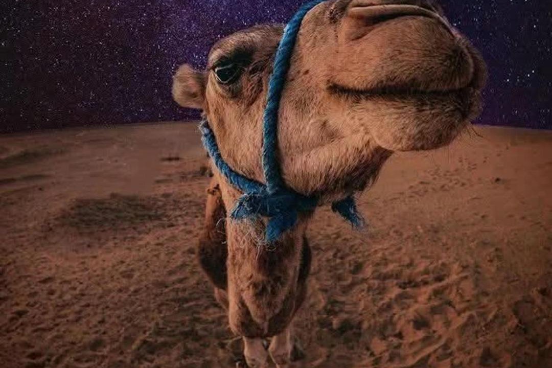Photo of Others in Taouz
