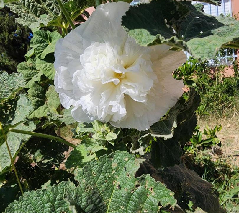 Photo of Others in Laghnimyene