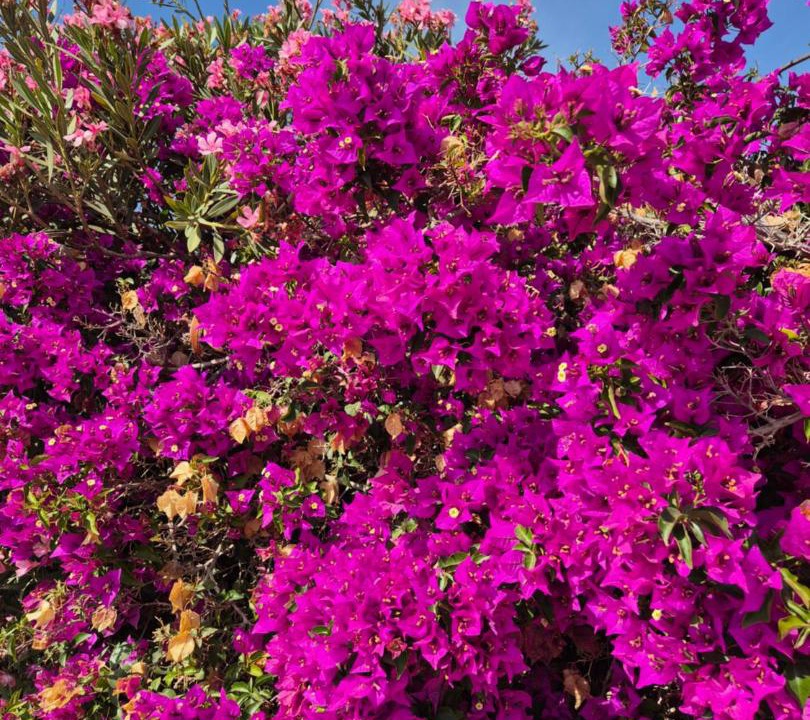 Photo of Outdoor in Taghazout