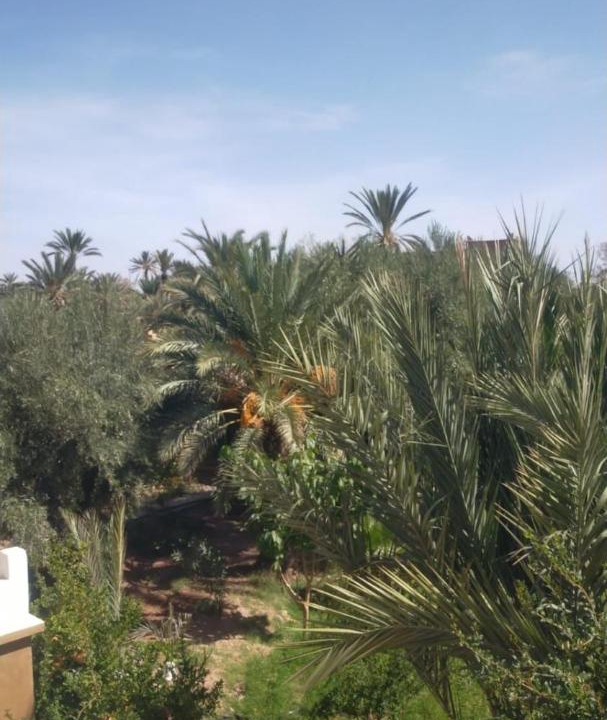 Photo of Others in Skoura
