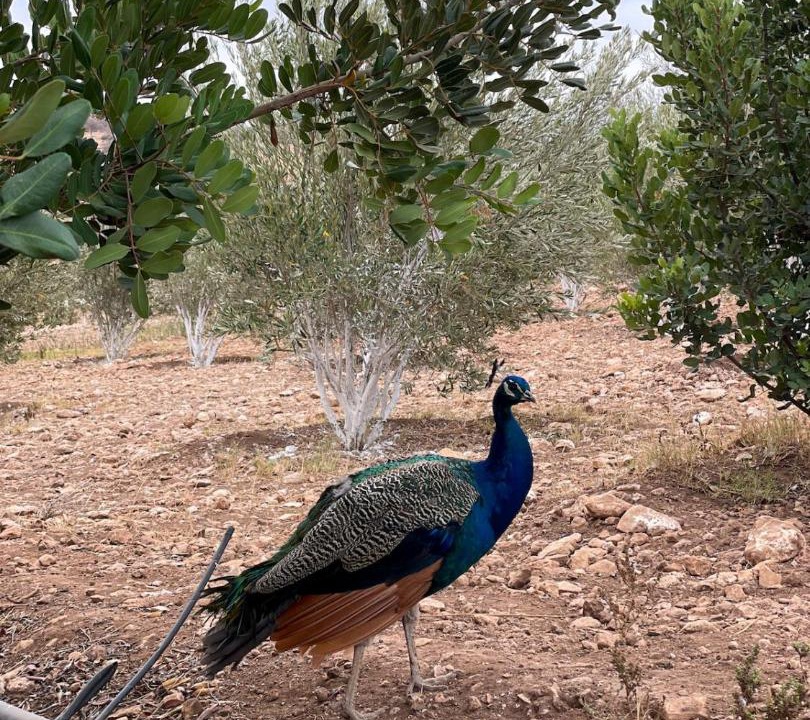 Photo of Others in Tidzi