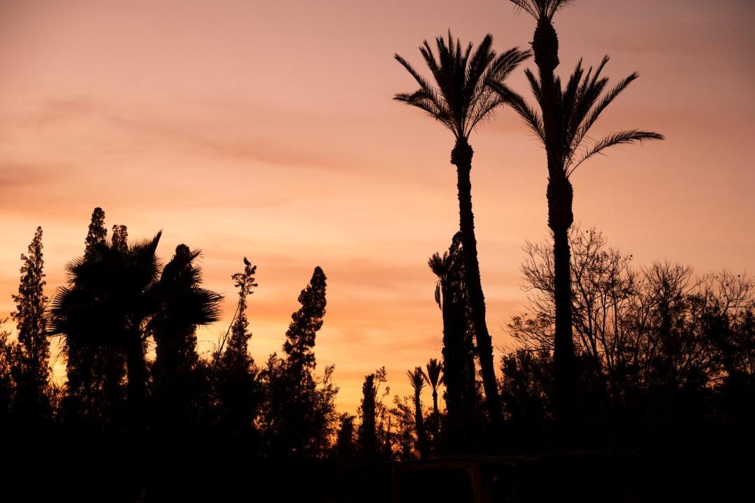 Photo of Others in Palmeraie