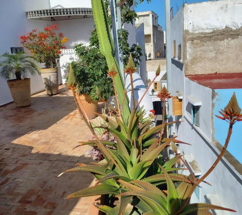 Photo of Others in Sale Medina