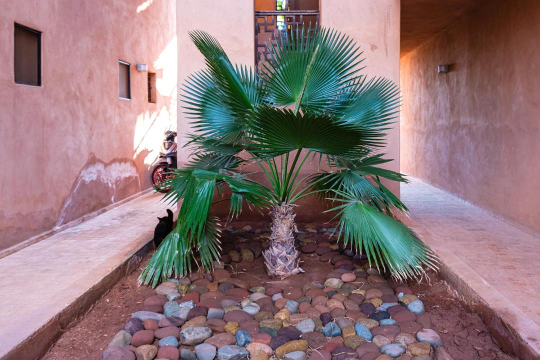 Photo of Others in Palmeraie