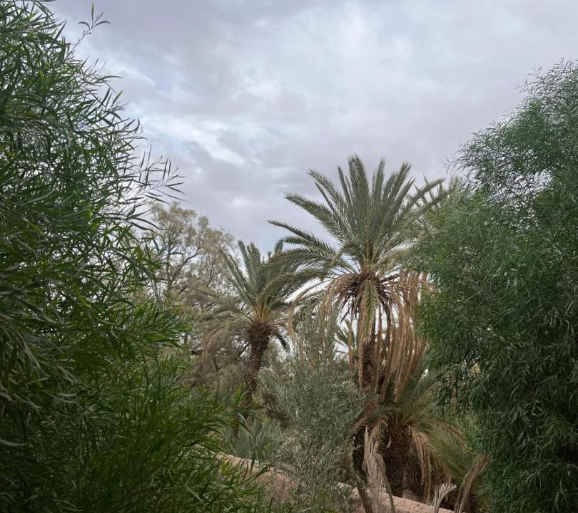 Photo of Others in Skoura