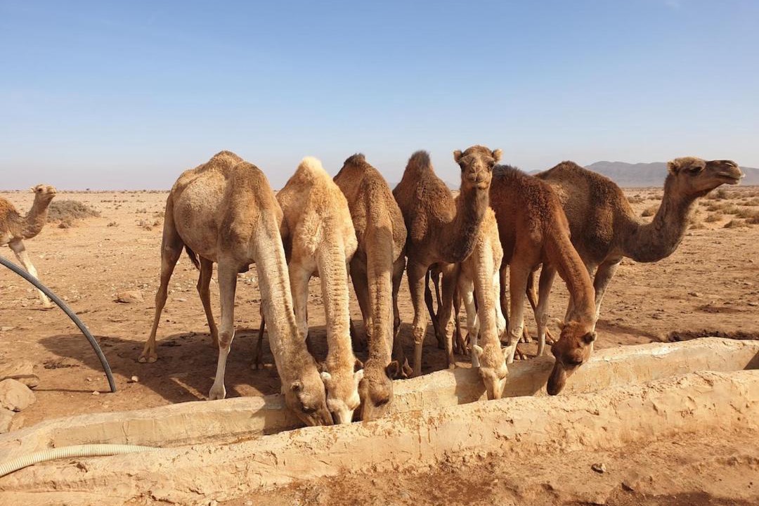 Photo of Others in Arbaa Sahel