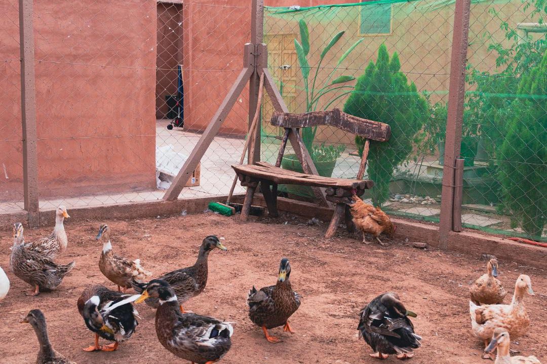 Photo of Others in Ghmate