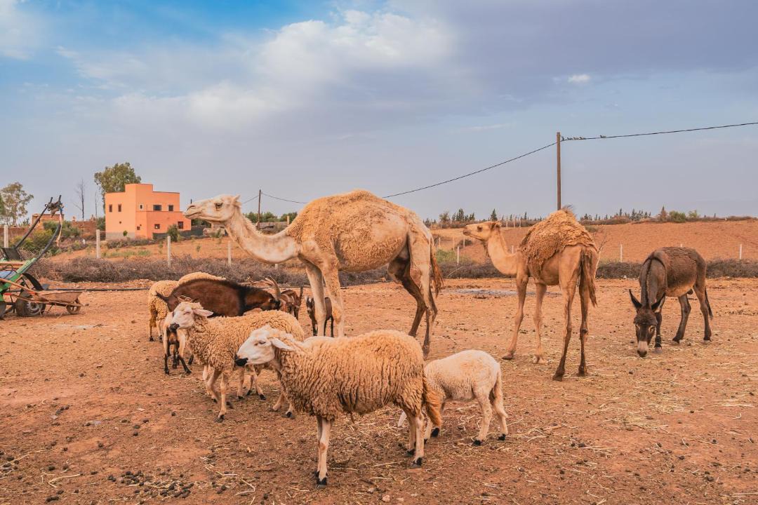 Photo of Others in Ghmate