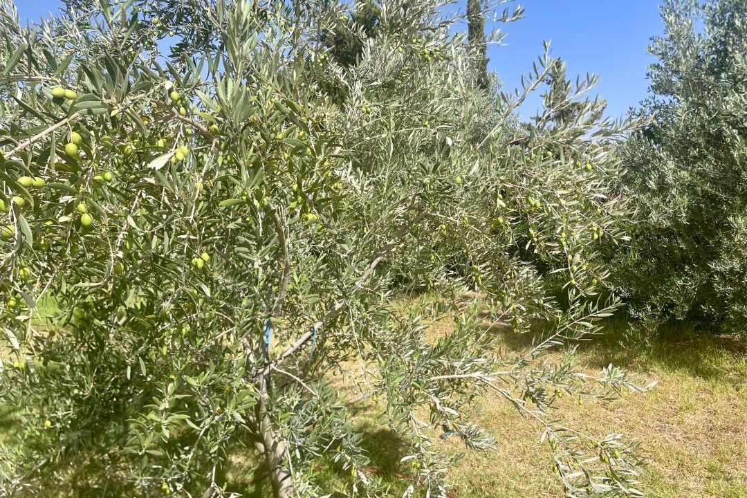 Photo of Others in Sidi Badhaj