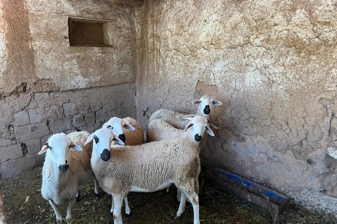 Photo of Others in Souihla