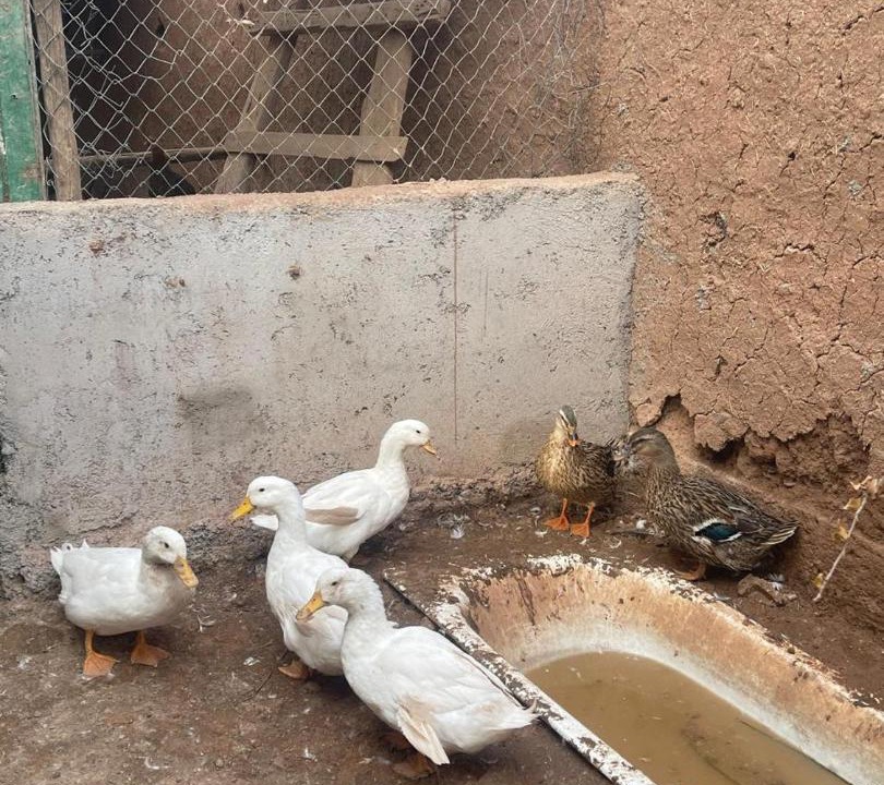Photo of Others in Souihla