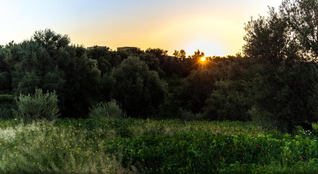Photo of Others in Oumnass