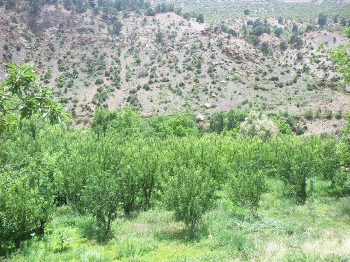 Photo of Others in Ait Tamlil