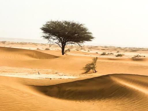 Photo of Others in El Gouera