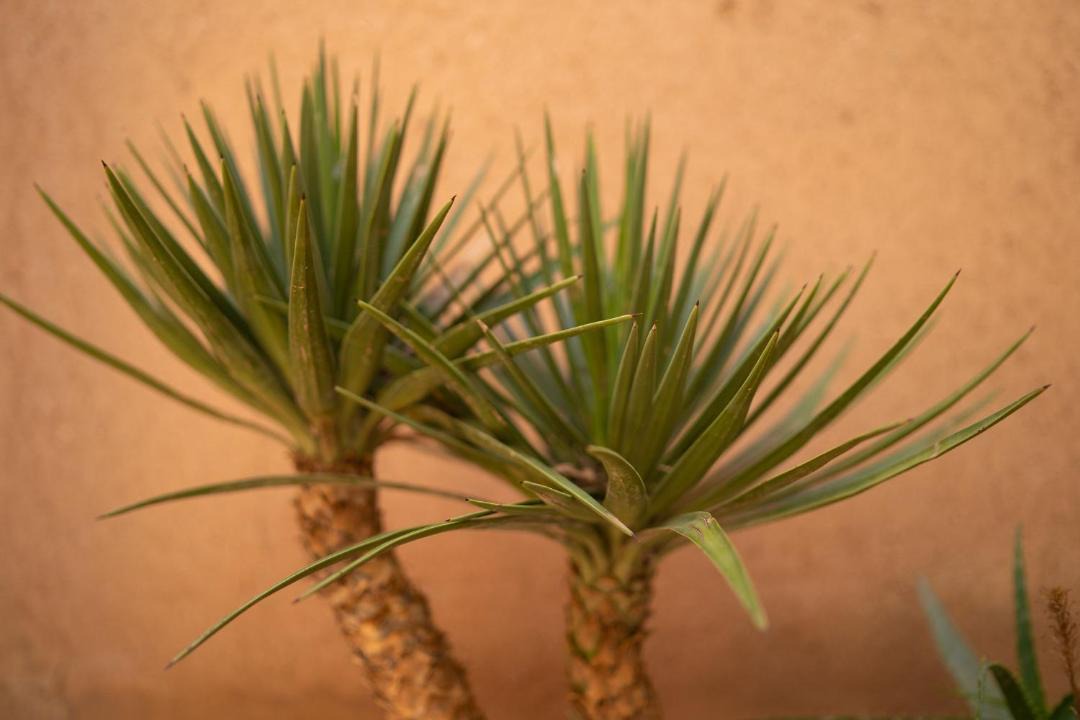Photo of Others in Oumnass