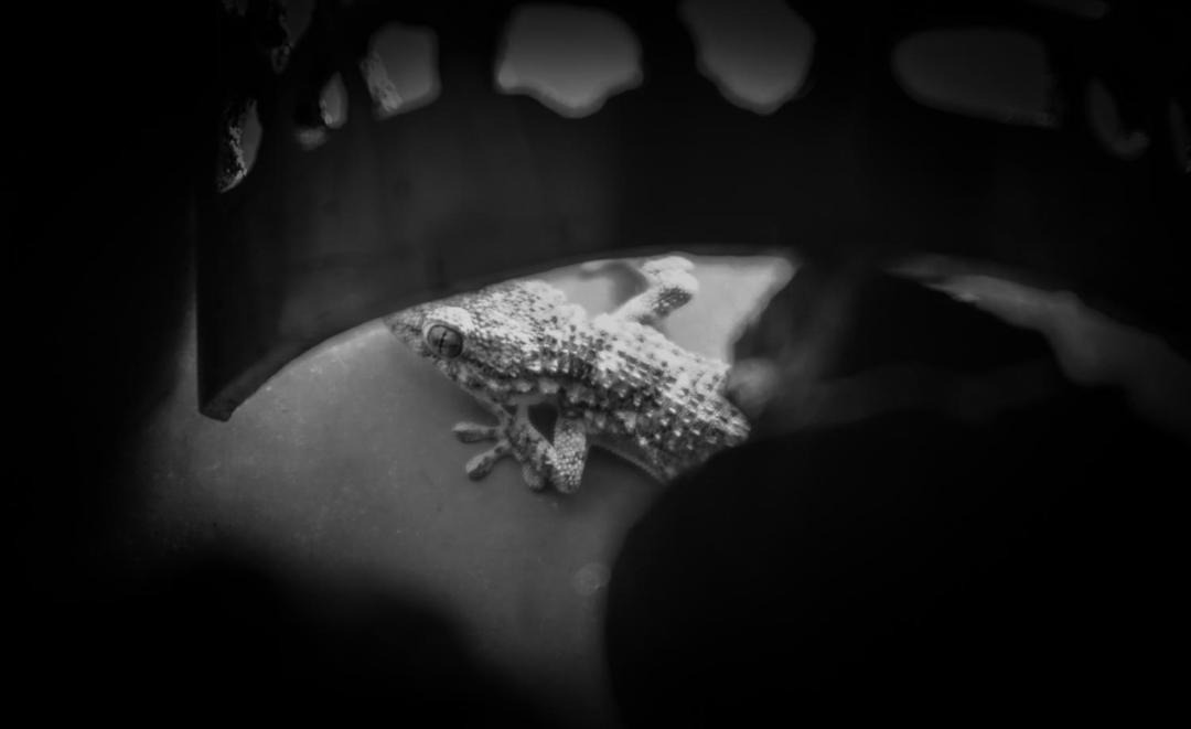 Photo of Others in Tarmigt