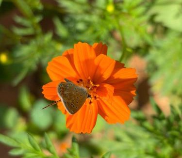 Ait Bihi Hostel | Taghazout Garden House